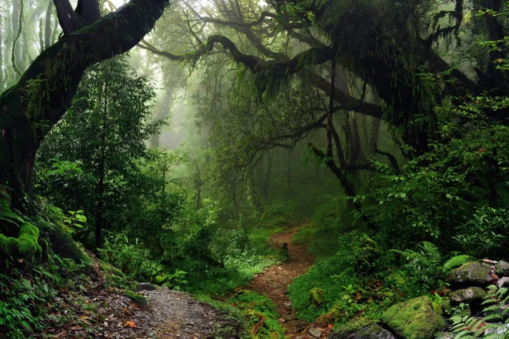 Bosque-Atlantico