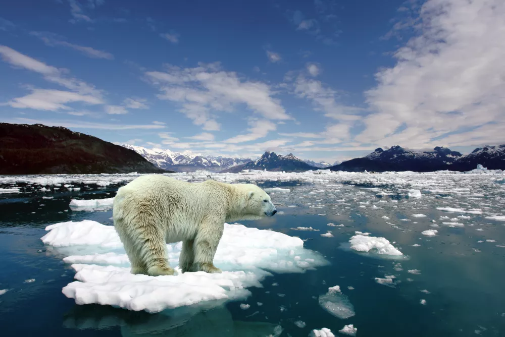 Oso-polar-Calentamiento-global
