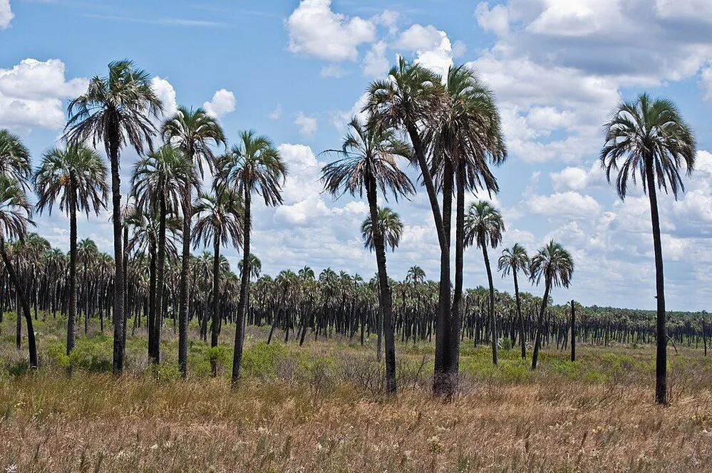 ECOOBJETIVO FOTO JABALI abalí-el-palmar