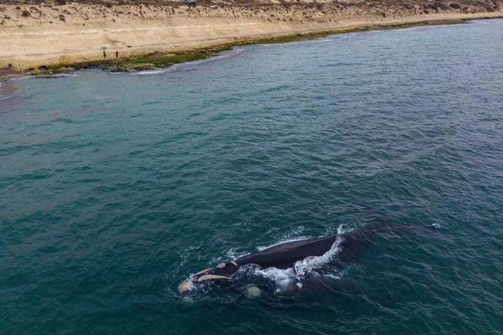 ballena