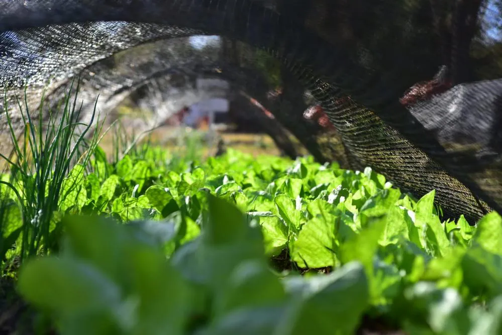 ECOOBJETIVO FOTO HUERTA URBANA 1