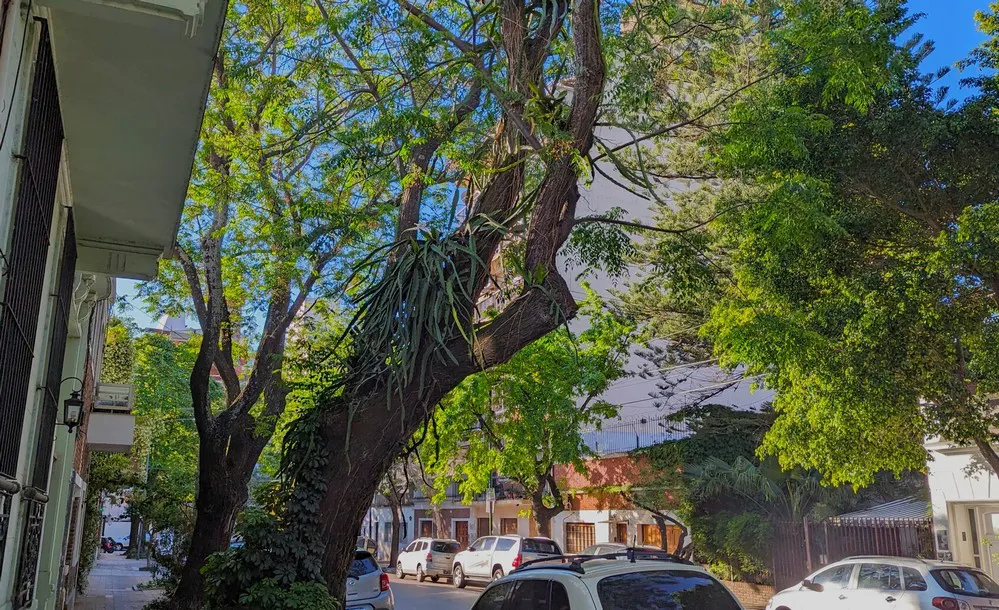 ECOOBJETIVO FOTO EPIFITA CABA Foto destacada alejandro zapiola_ (2)