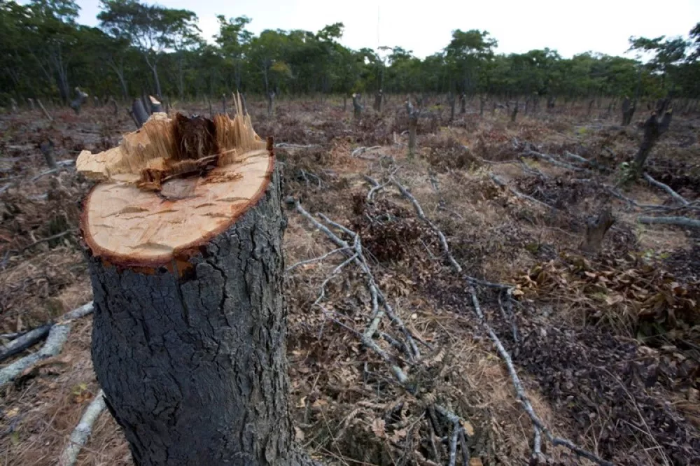 bosques