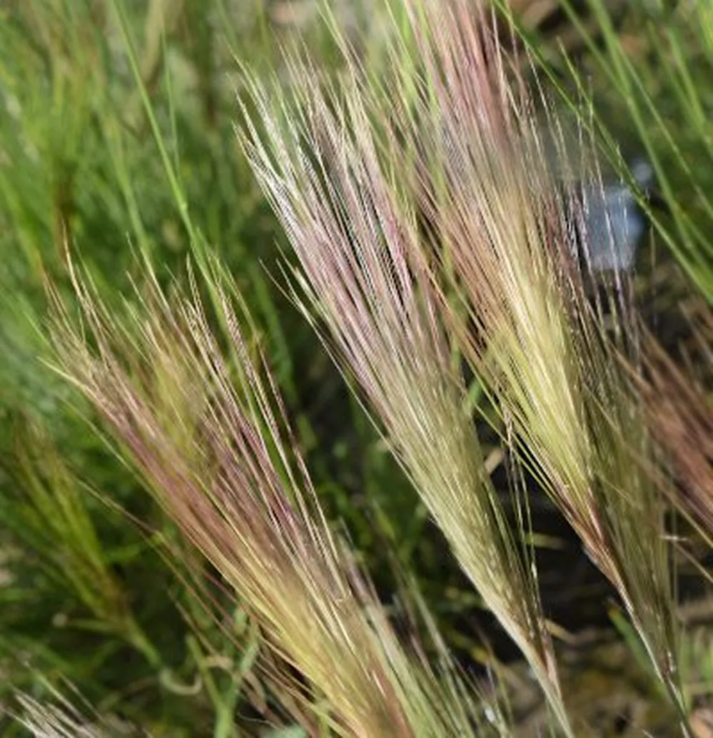 ECOOBJETIVO FOTO PASTIZALES AMBA 5reservas-Aristida murina (foto M Ciavattini)