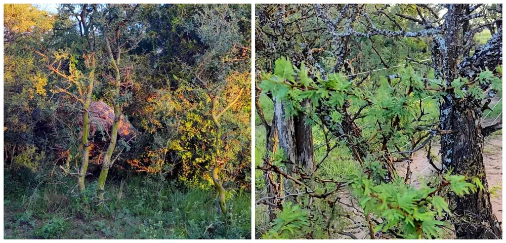 Bosques Nativos  (1)