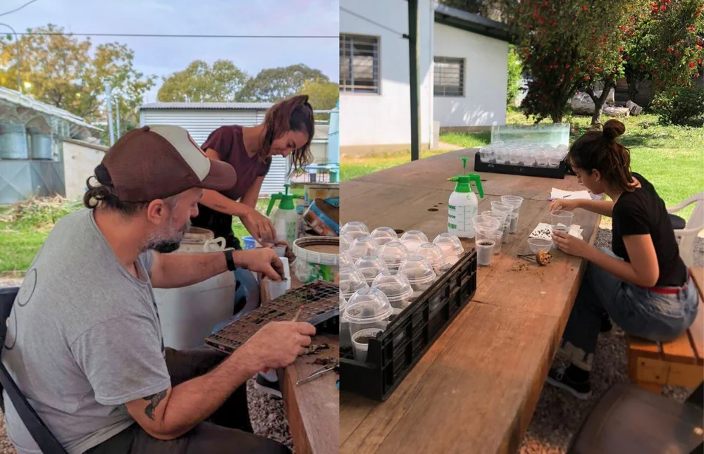 ECOOBJETIVO FOTO PINOS FAUBA 4 polen-Luis-Danila