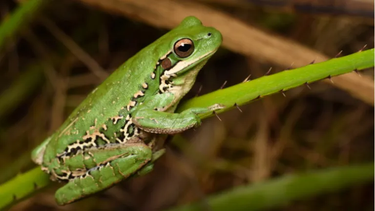 ECOOBJETIVO FOTO BIODIVERSIDAD BUENOS AIRES SLT FAUBA anuros-destacada (cred Casás Kslazenicki)