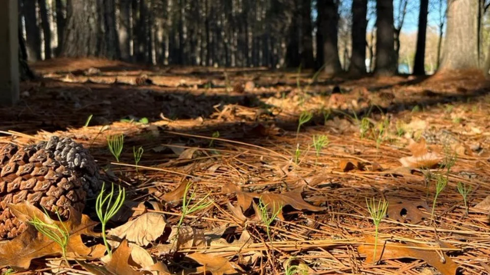 ECOOBJETIVO FOTO PINOS FAUBA 2 polen-destacada