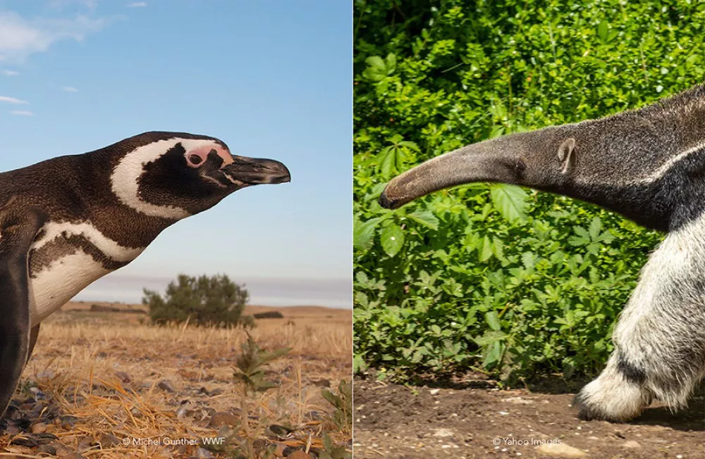 2021-EA-Biodiversidad-Foto