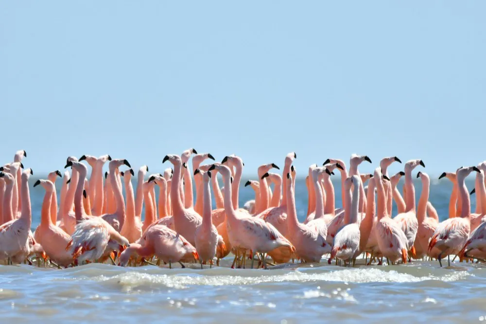 flamecos - miramar de ansenuza