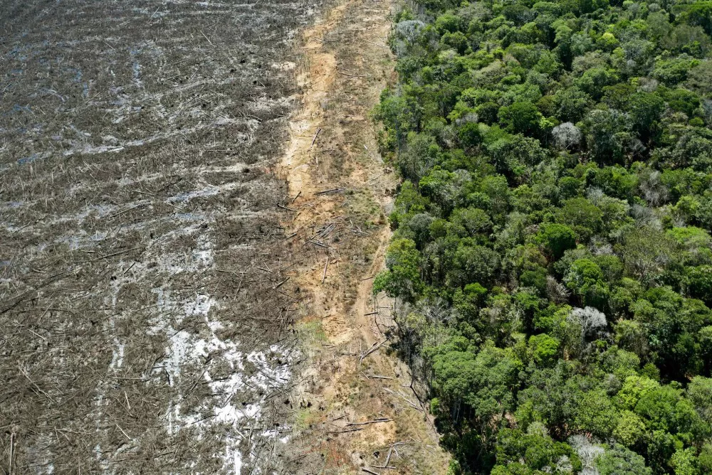 deforestación