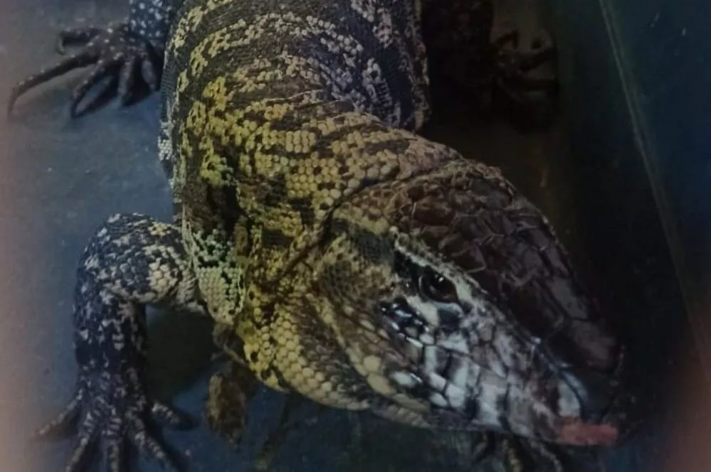 ECOOBJETIVO FOTO LAGARTO OVERO