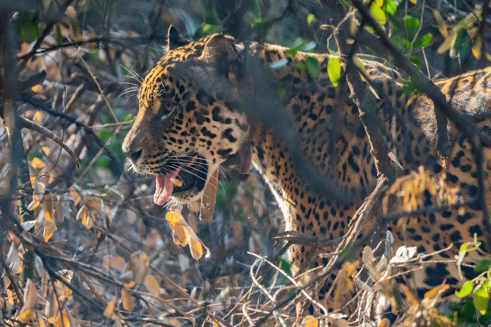 Tania en El Impenetrable - Matias Rebak-26