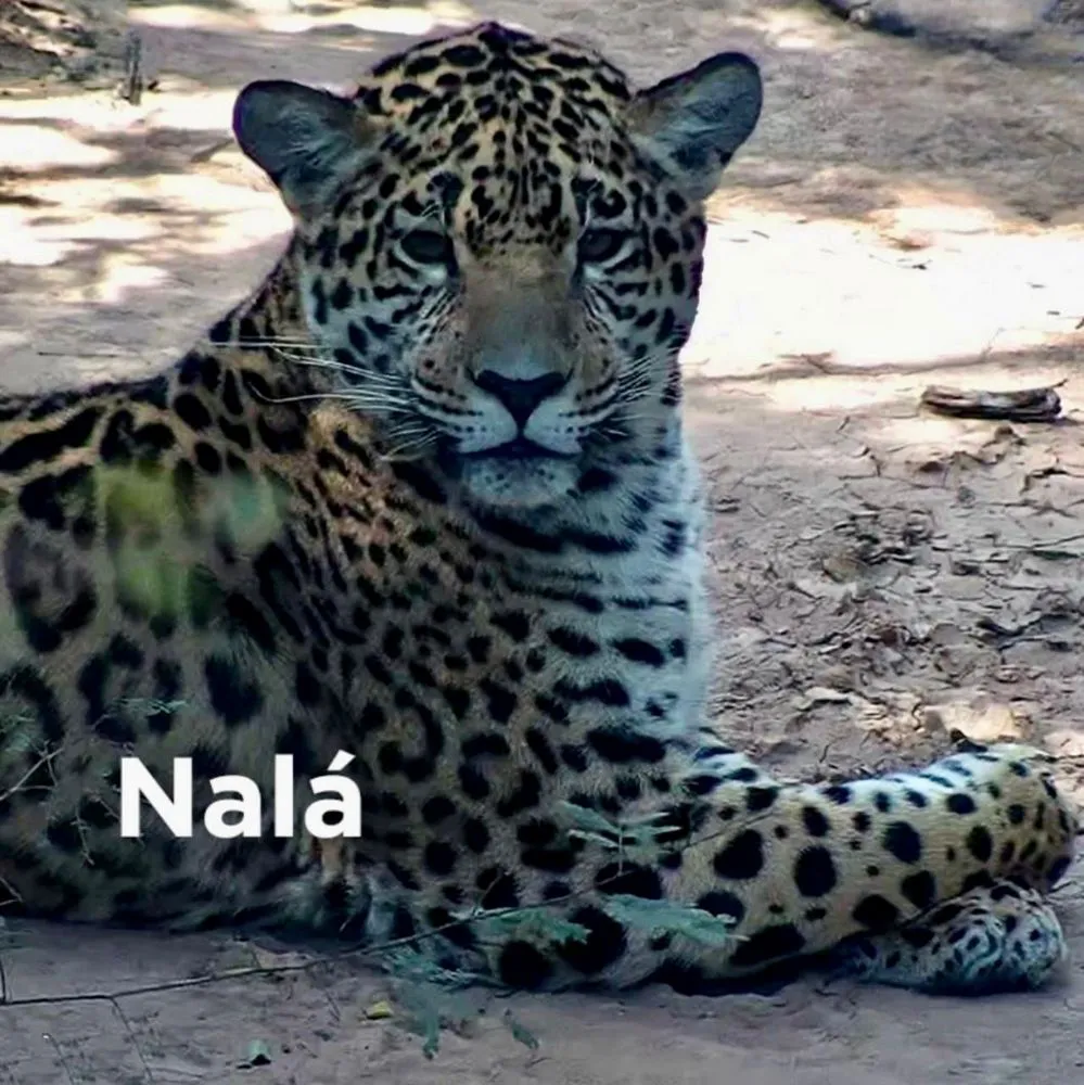 ECOOBJETIVO FOTO YAGUARETE NALA CHACO.GOV.AR 2