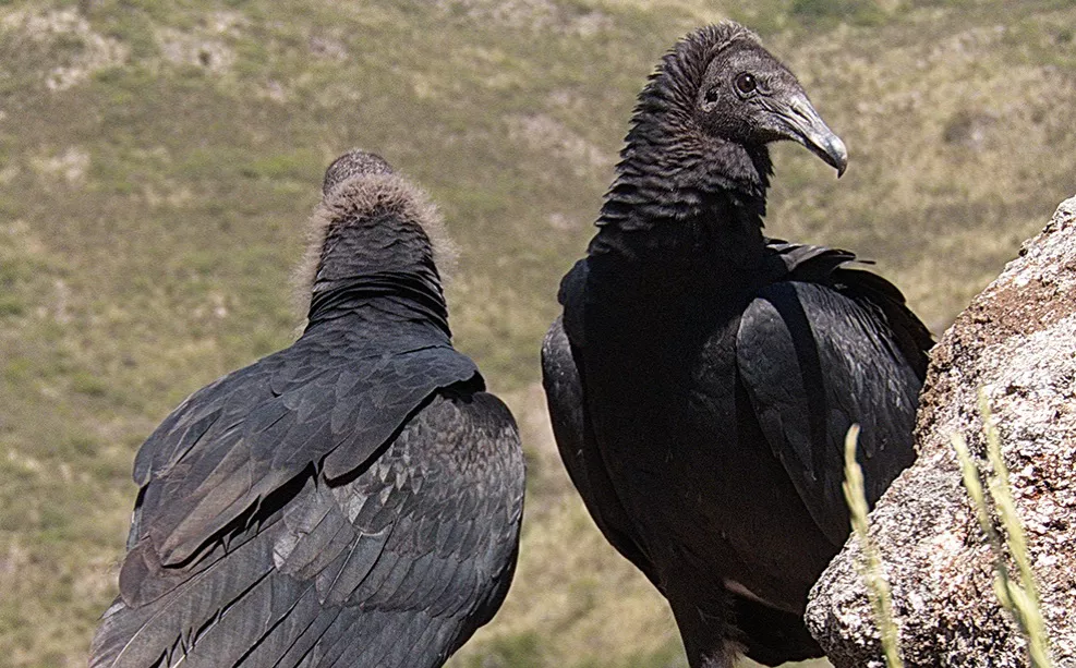 JOTE - aves - camino del cuadrado_ cba.gov.ar