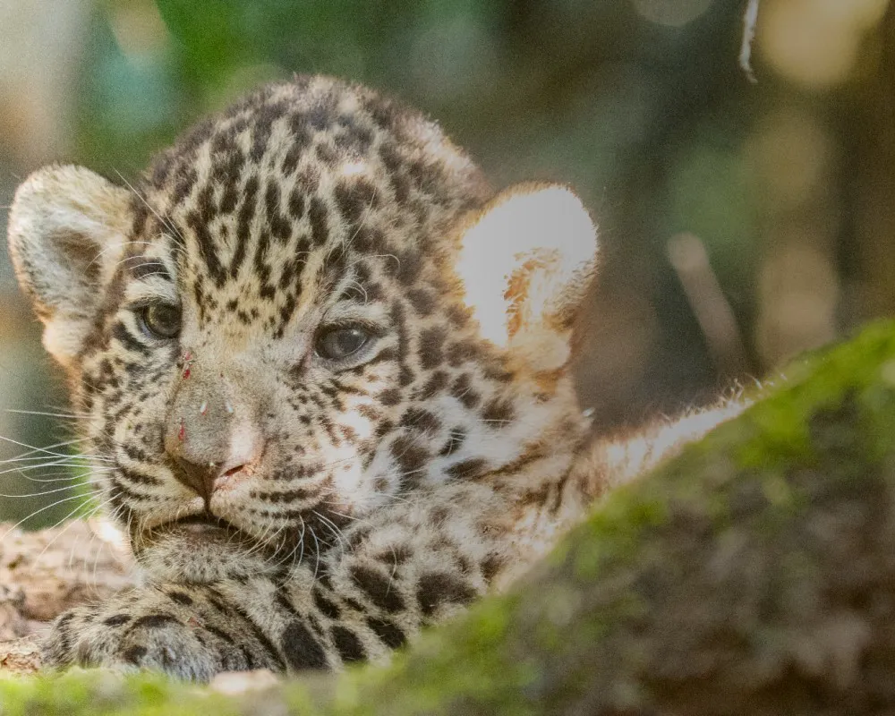 Nalá, la primera yaguareté nacida en El Impenetrable chaqueño como parte del proyecto de recuperación de la especie - Gerardo Cerón -05