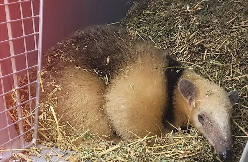 ECOOBJETIVO FOTO OSA MELERA RESCATADA 2