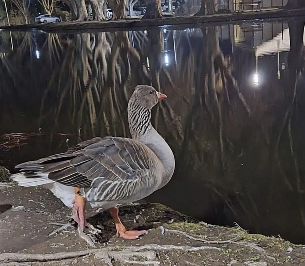 ECOOBJETIVO FOTO RIO CUARTO GANSOS RESCATADOS 2