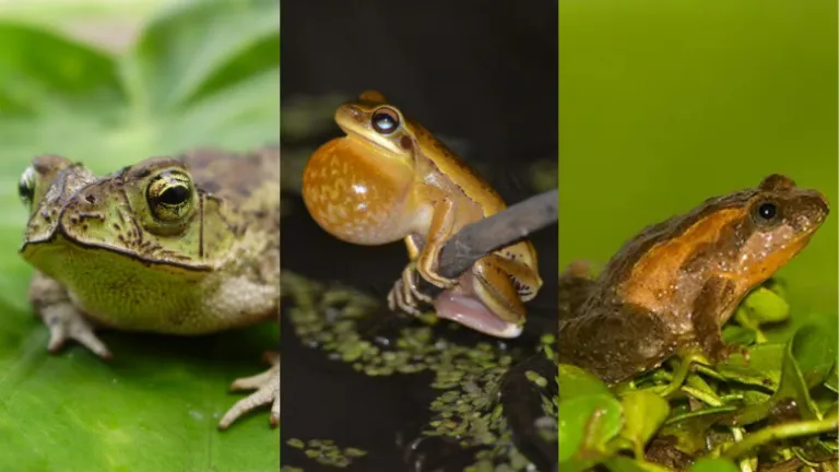 ECOOBJETIVO FOTO BIODIVERSIDAD BUENOS AIRES SLTFAUBA anuros-3 spp perdidas