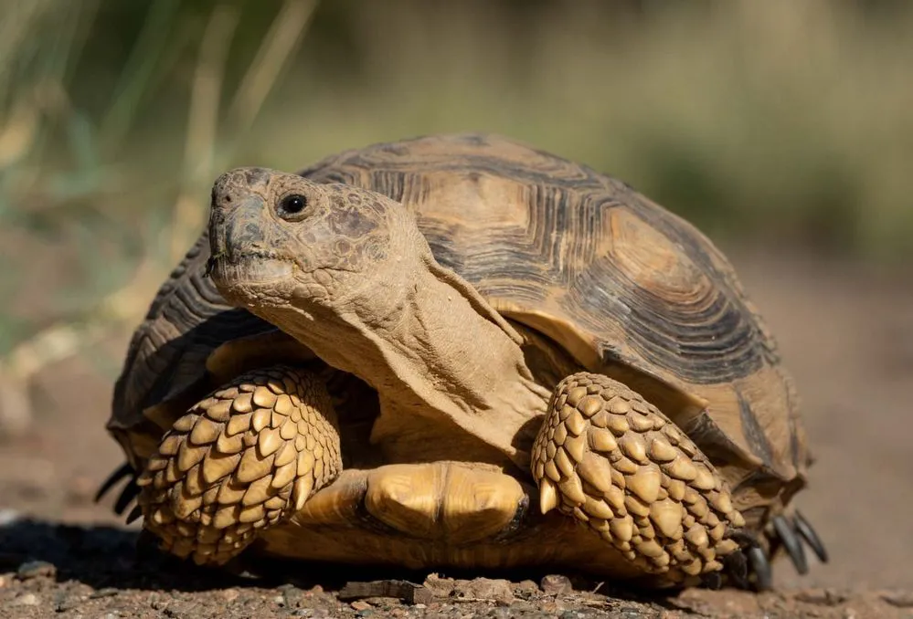 REGION OBJETIVO FOTO MONUMENTO NATURAL 3