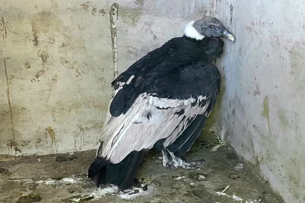 ECOOBJETIVO FOTO ACHIRAS CONDOR Condor-andino-rescatado-en-Achiras