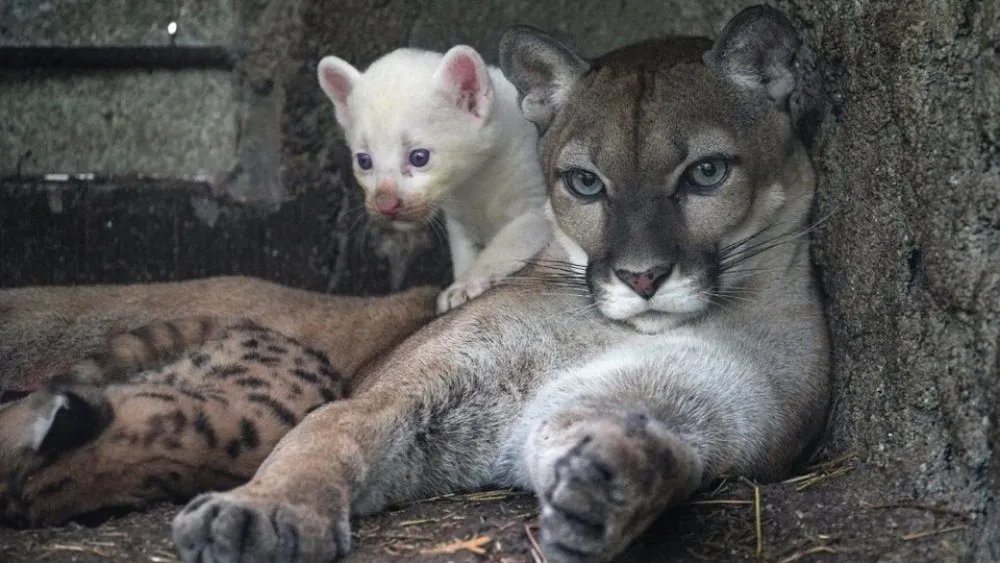 puma-albino